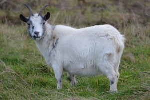 goat-237231