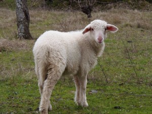 lamb-453186